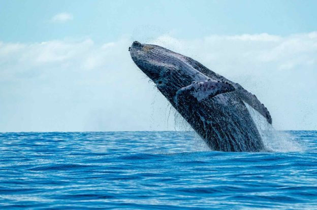 Whale Watching in Long Beach, California