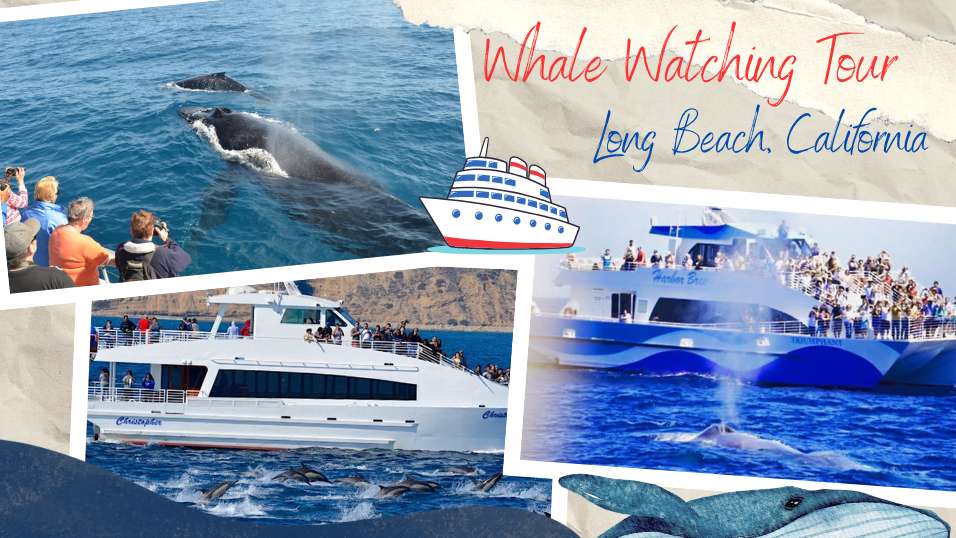 Whale Watching in Long Beach, California