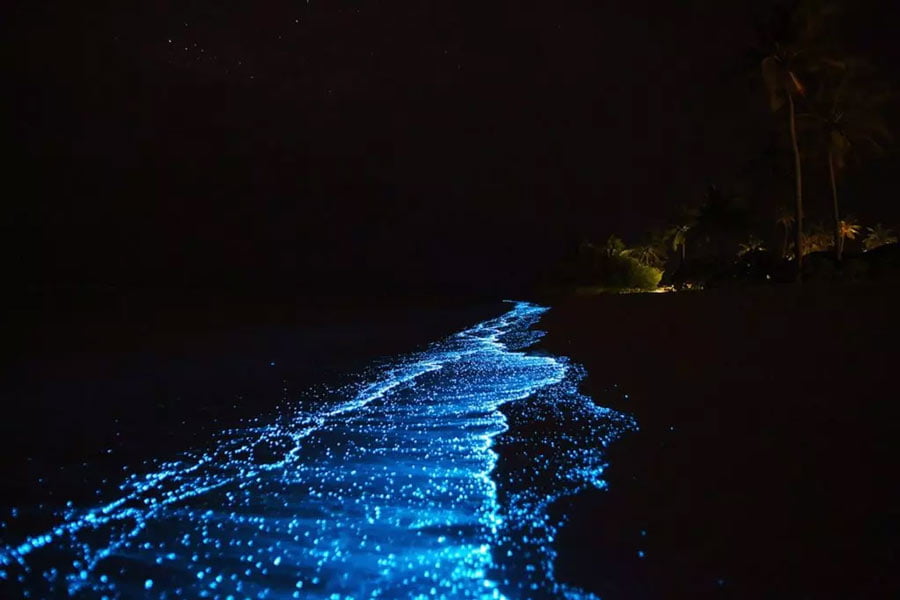 Sea of Stars in Vaadhoo Island  Maldives