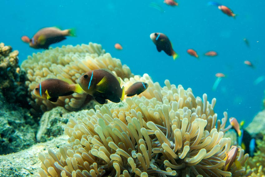Best Coral Reefs Spots in Maldives