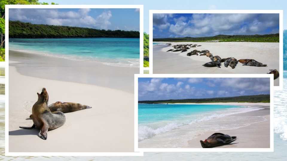 Gardner Bay beach in Galapagos, Ecuador is one of the best beaches in the world