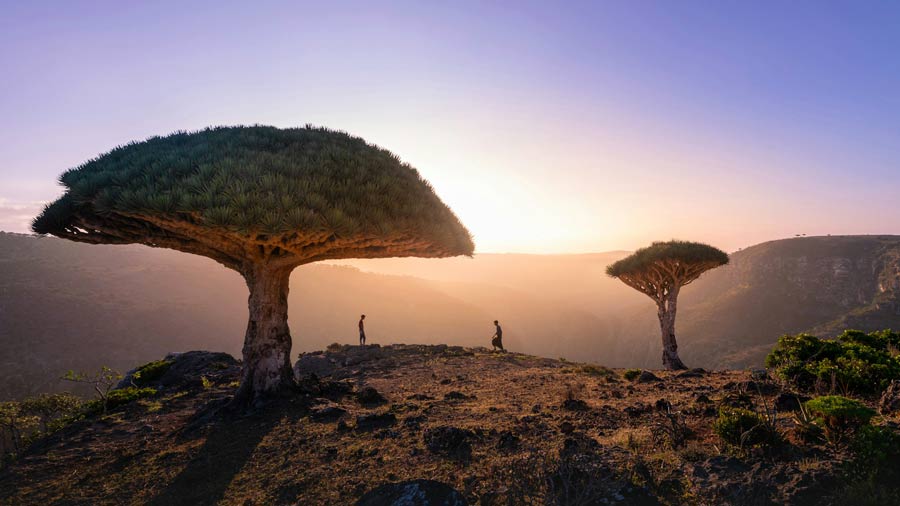 Dragon Blood Tree, Socotra Island, Yemen