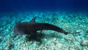 Whale Shark Season in Maldives