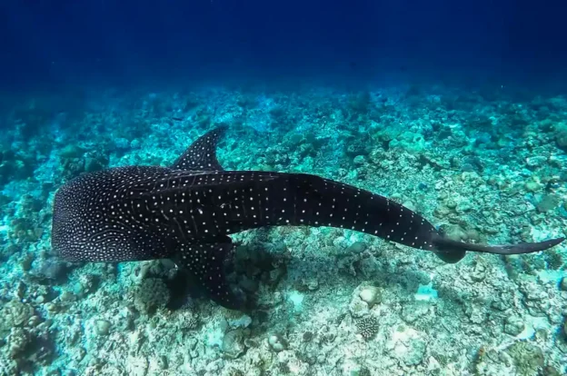 Whale Shark Season in Maldives