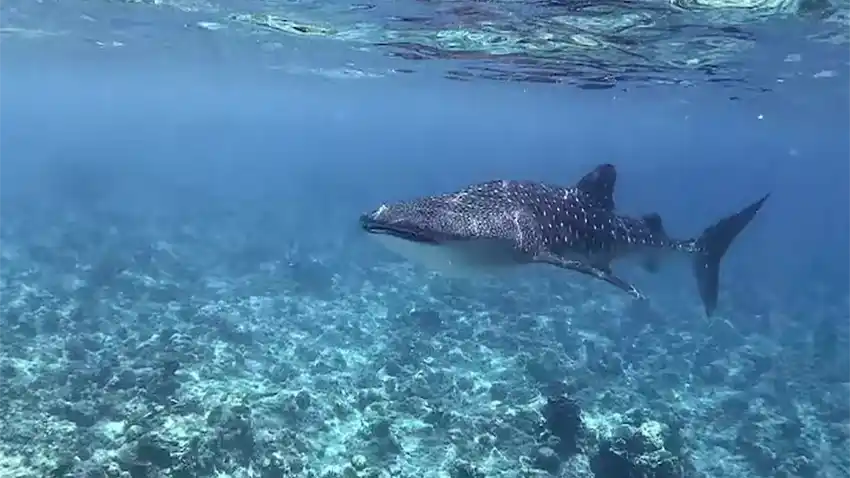 Where to find Whale shark in the Maldives