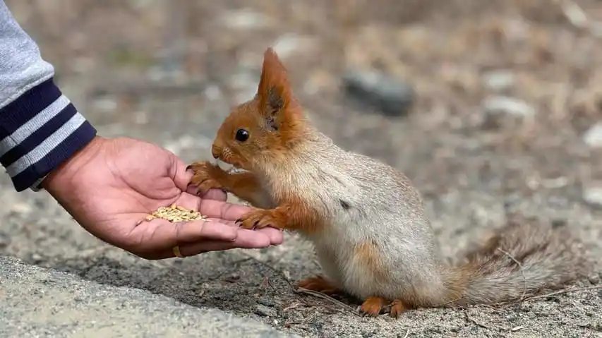 Feed Red Squirrels in Ala Archa National Park